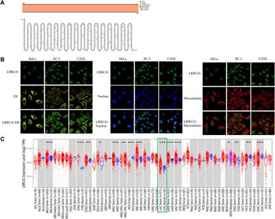 Targeting LRRC41 as a potential therapeutic approach for hepatocellular carcinoma